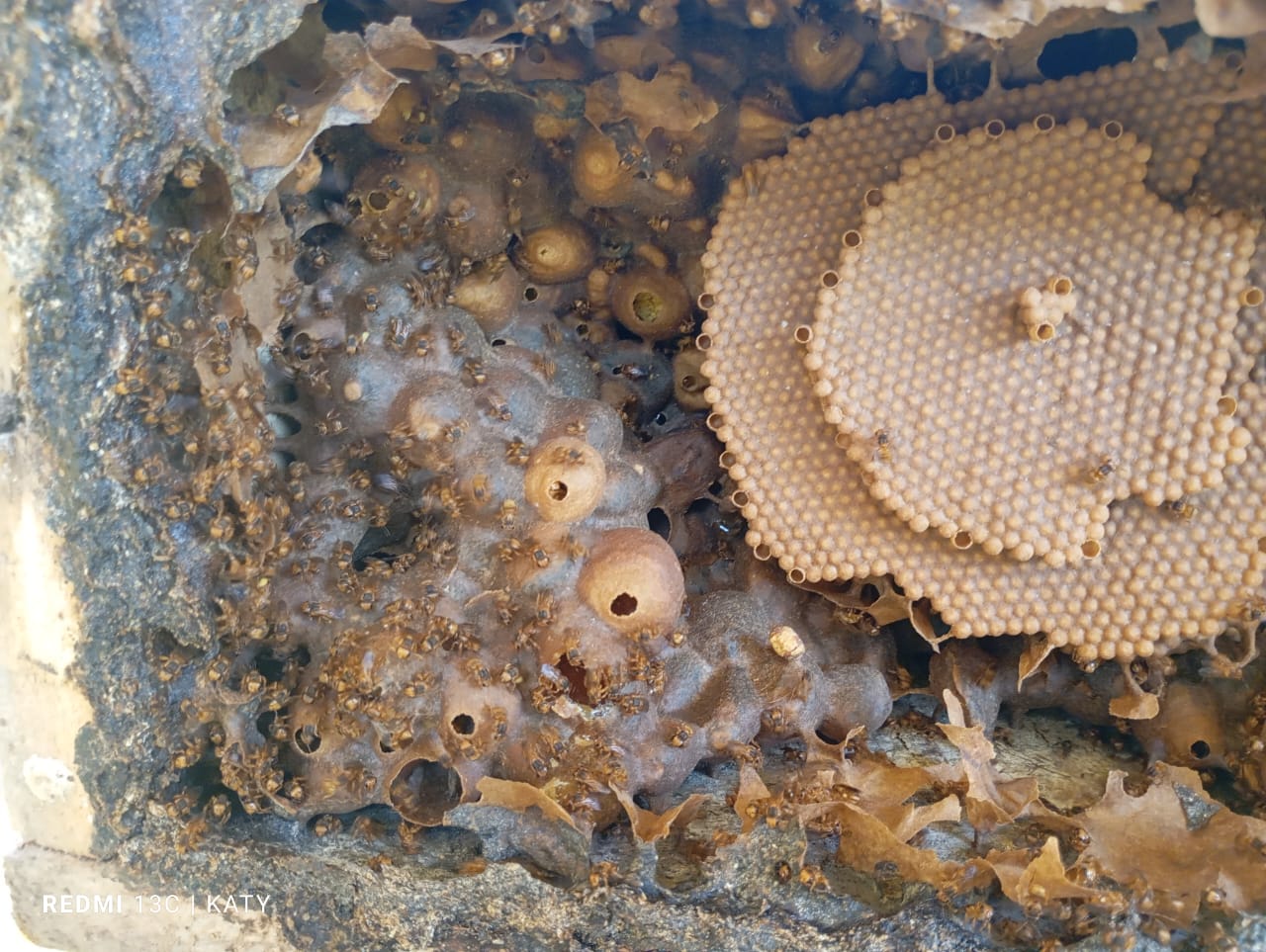Honey harvest